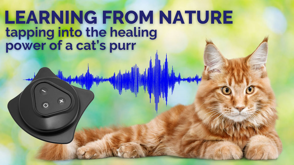 Learning from Nature: Tapping into the Healing Power of a Cat's Purr