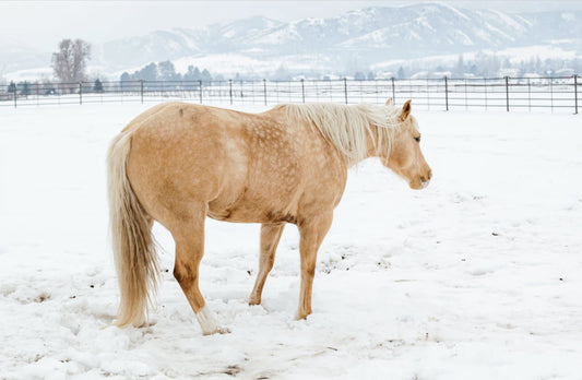 Hyoid Hints: Caring for Your Horse's Hyoid Apparatus